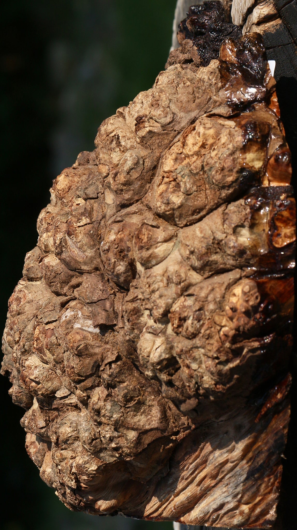Pernambuco Burl Cap