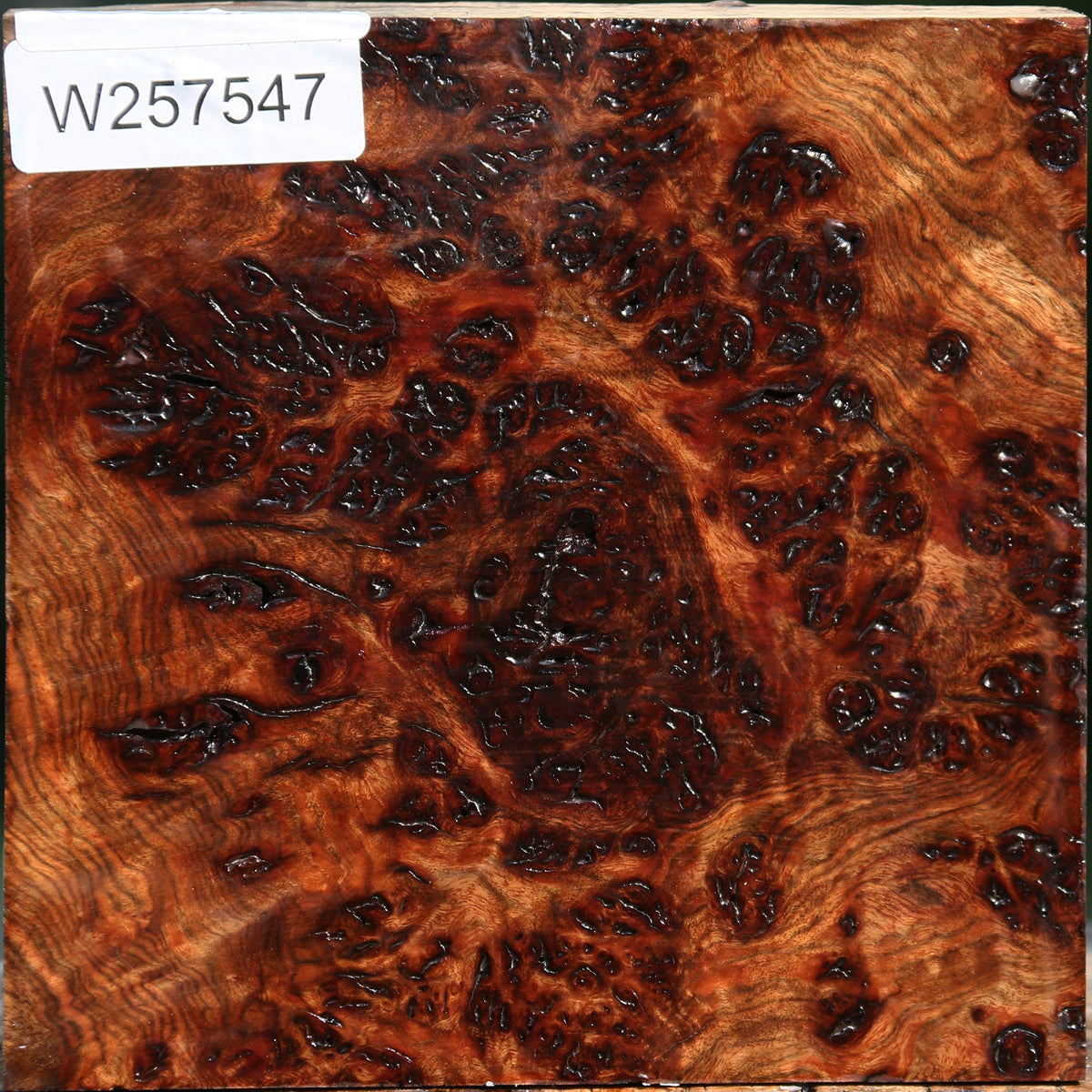 Chechen Burl Live Edge Bowl Blank