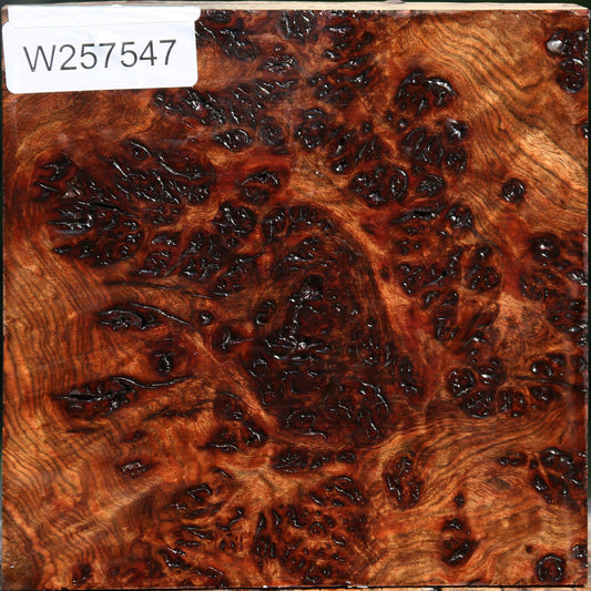 Chechen Burl Live Edge Bowl Blank