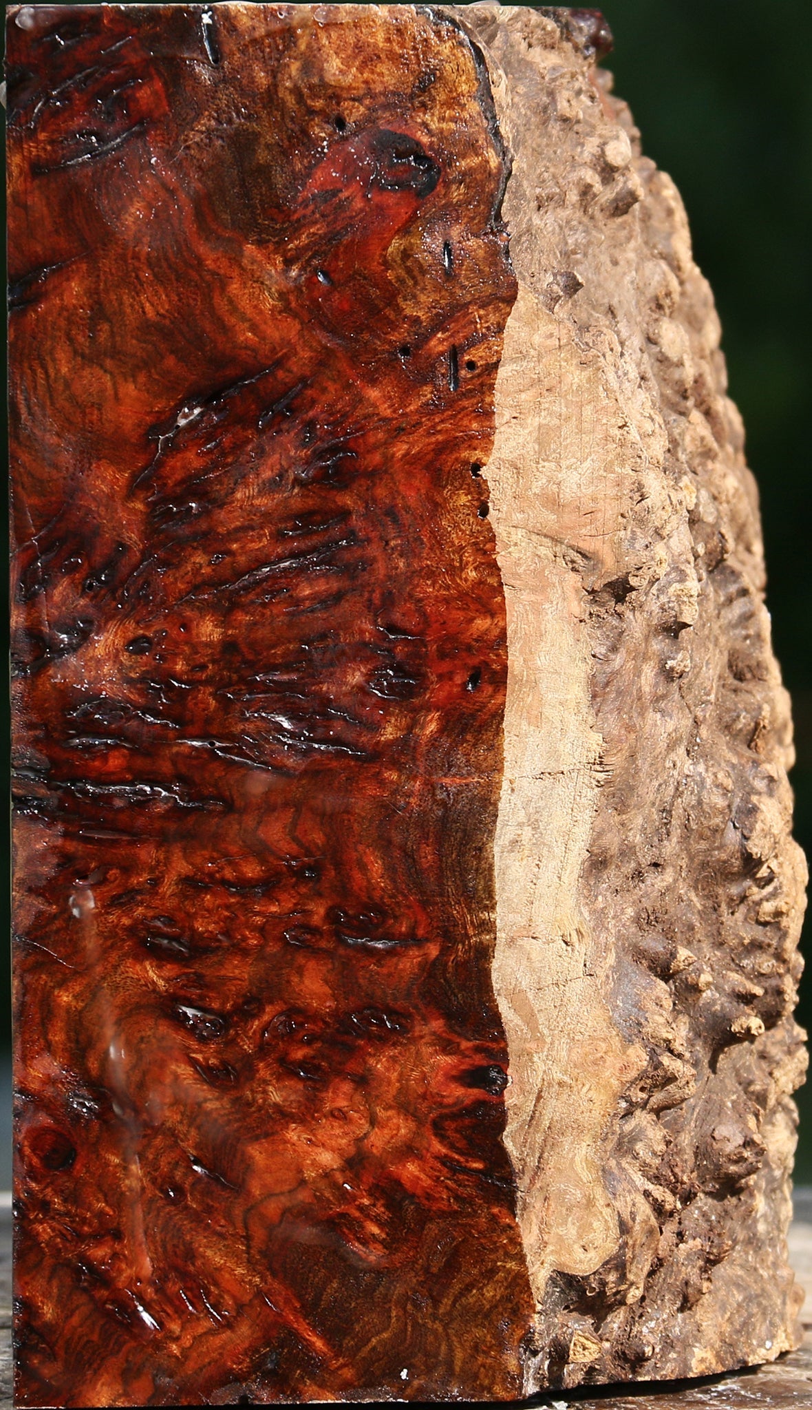 Chechen Burl Live Edge Bowl Blank