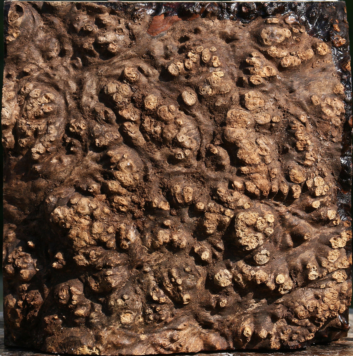 Chechen Burl Live Edge Bowl Blank