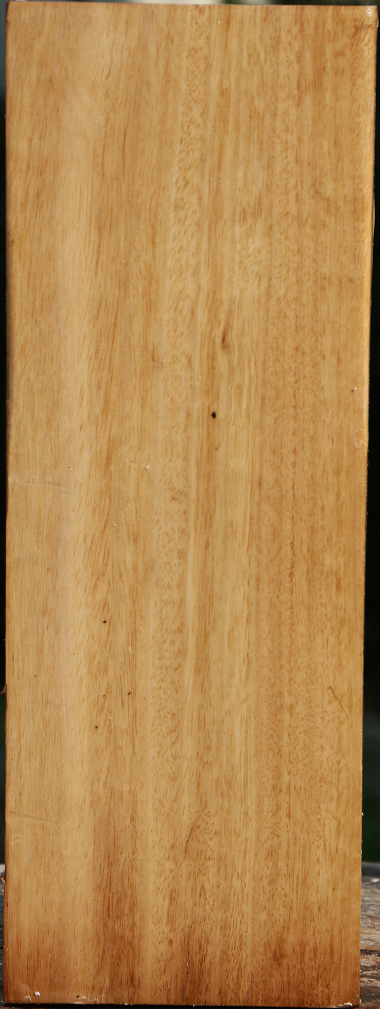 Eucalyptus Vessel Blank