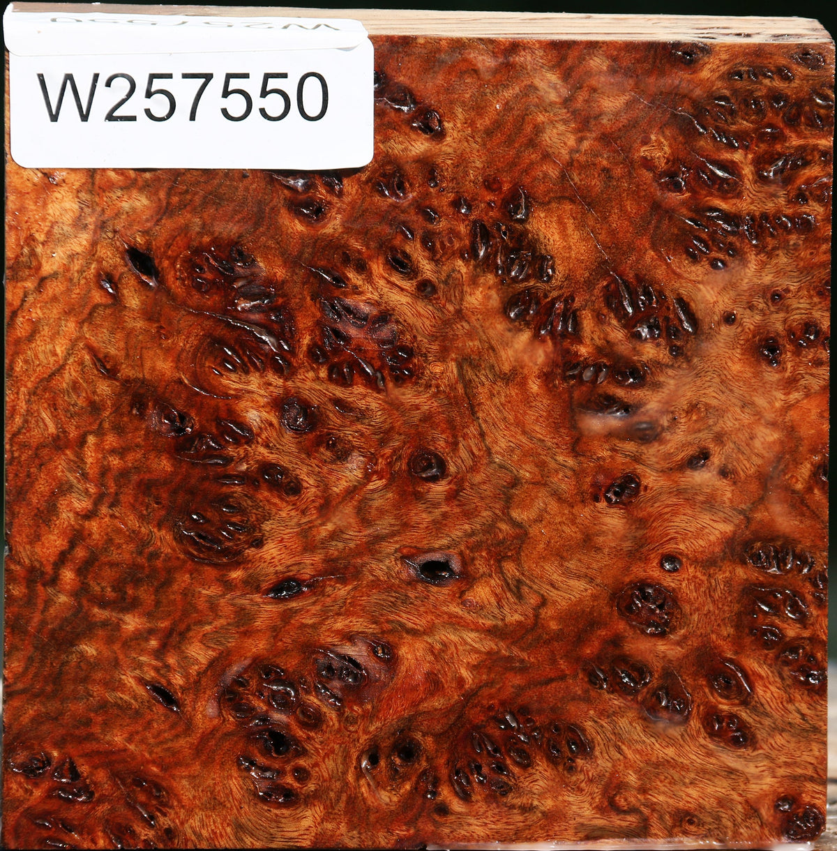 Chechen Burl Bowl Blank