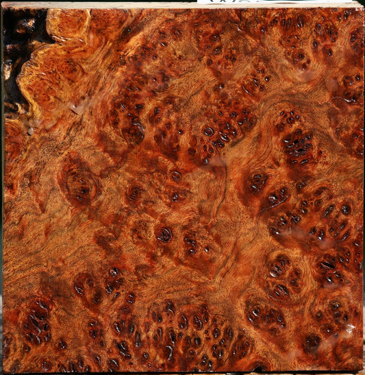 Chechen Burl Bowl Blank