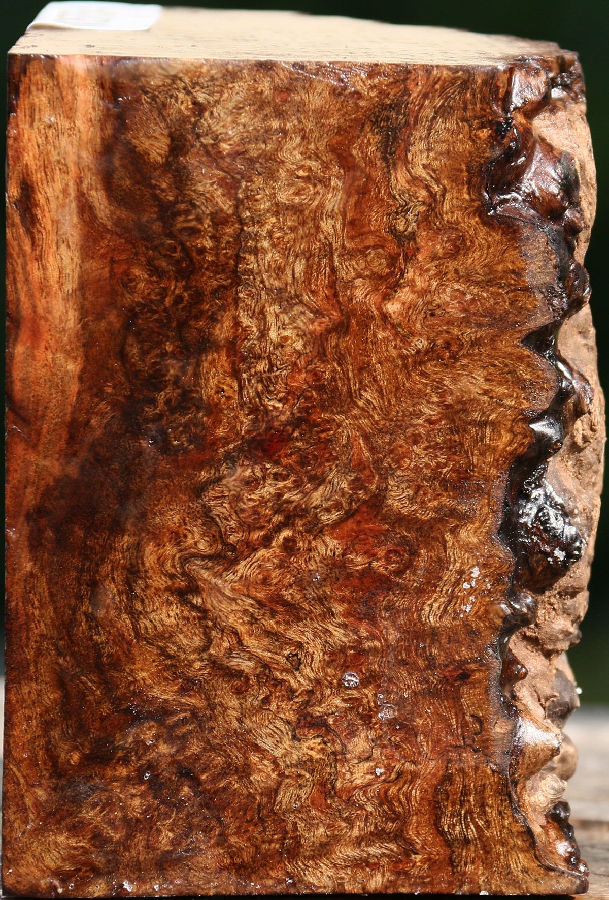 Chechen Burl Live Edge Bowl Blank