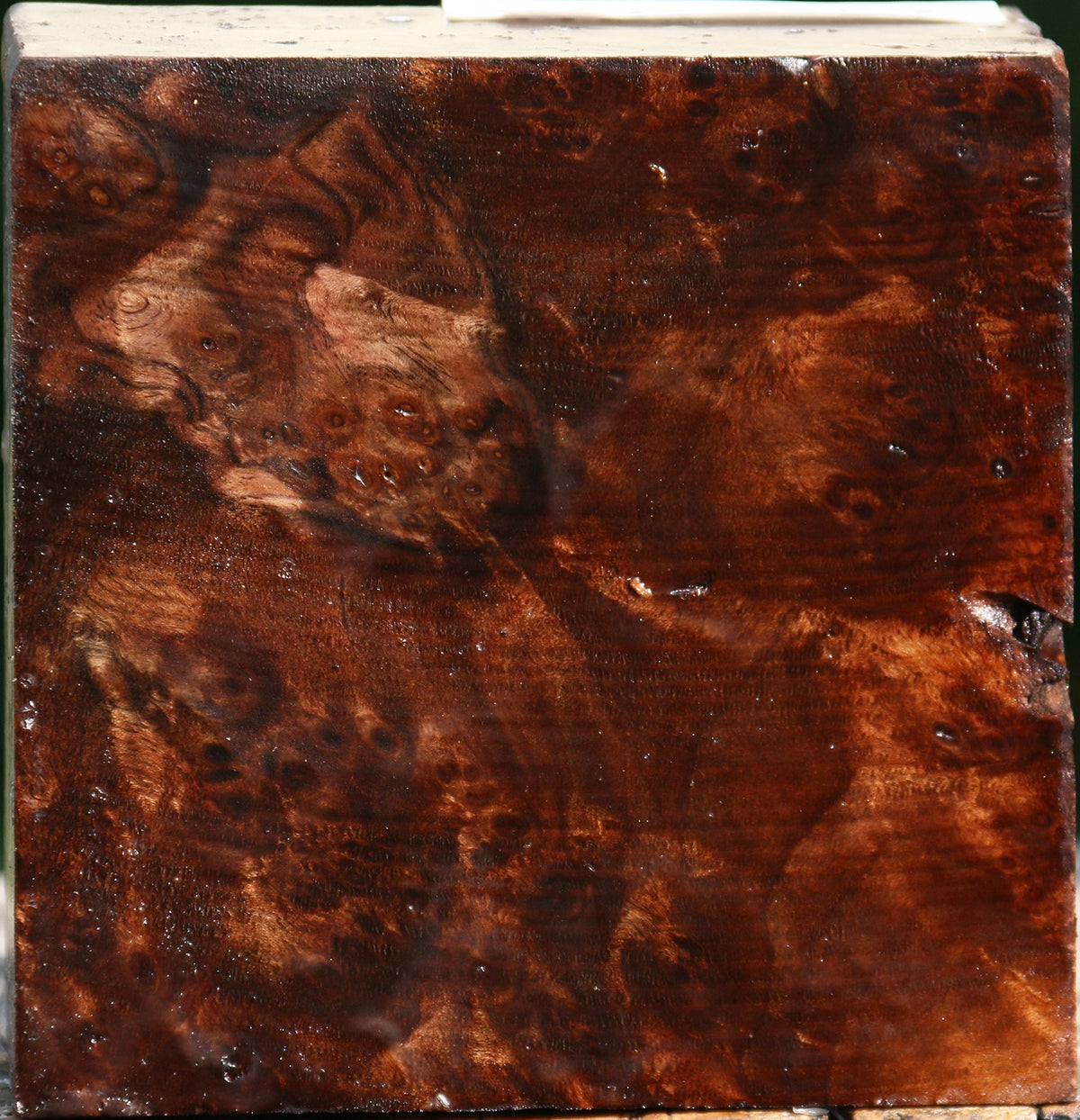 Claro Walnut Burl Bowl Blank
