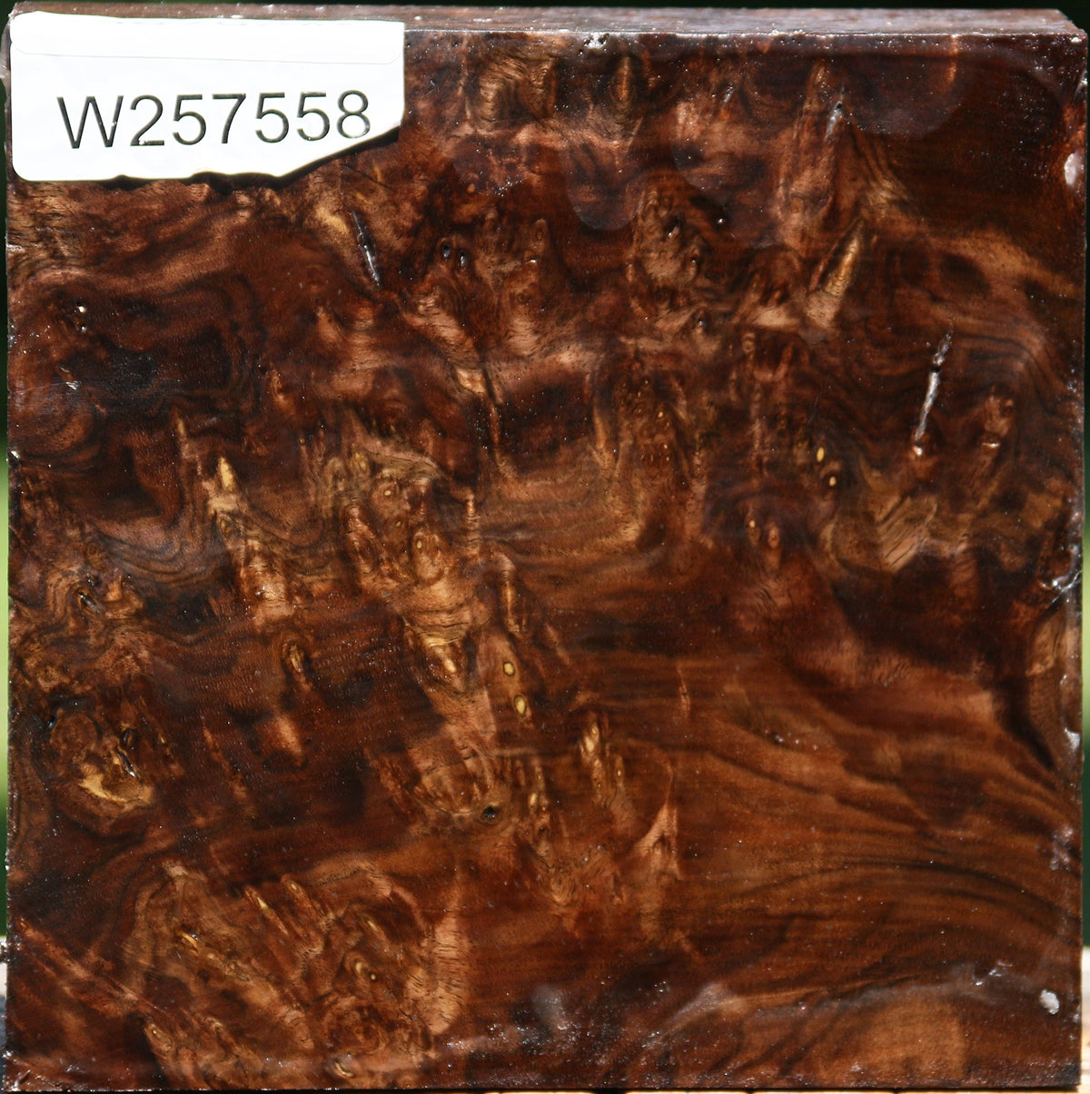 Claro Walnut Burl Bowl Blank