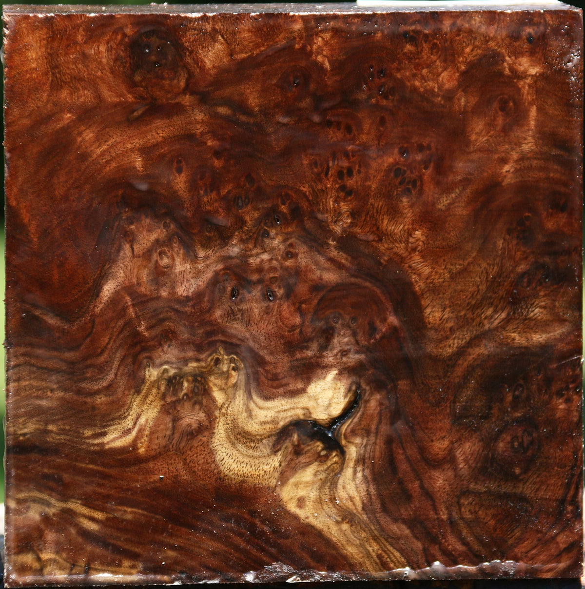 Claro Walnut Burl Bowl Blank