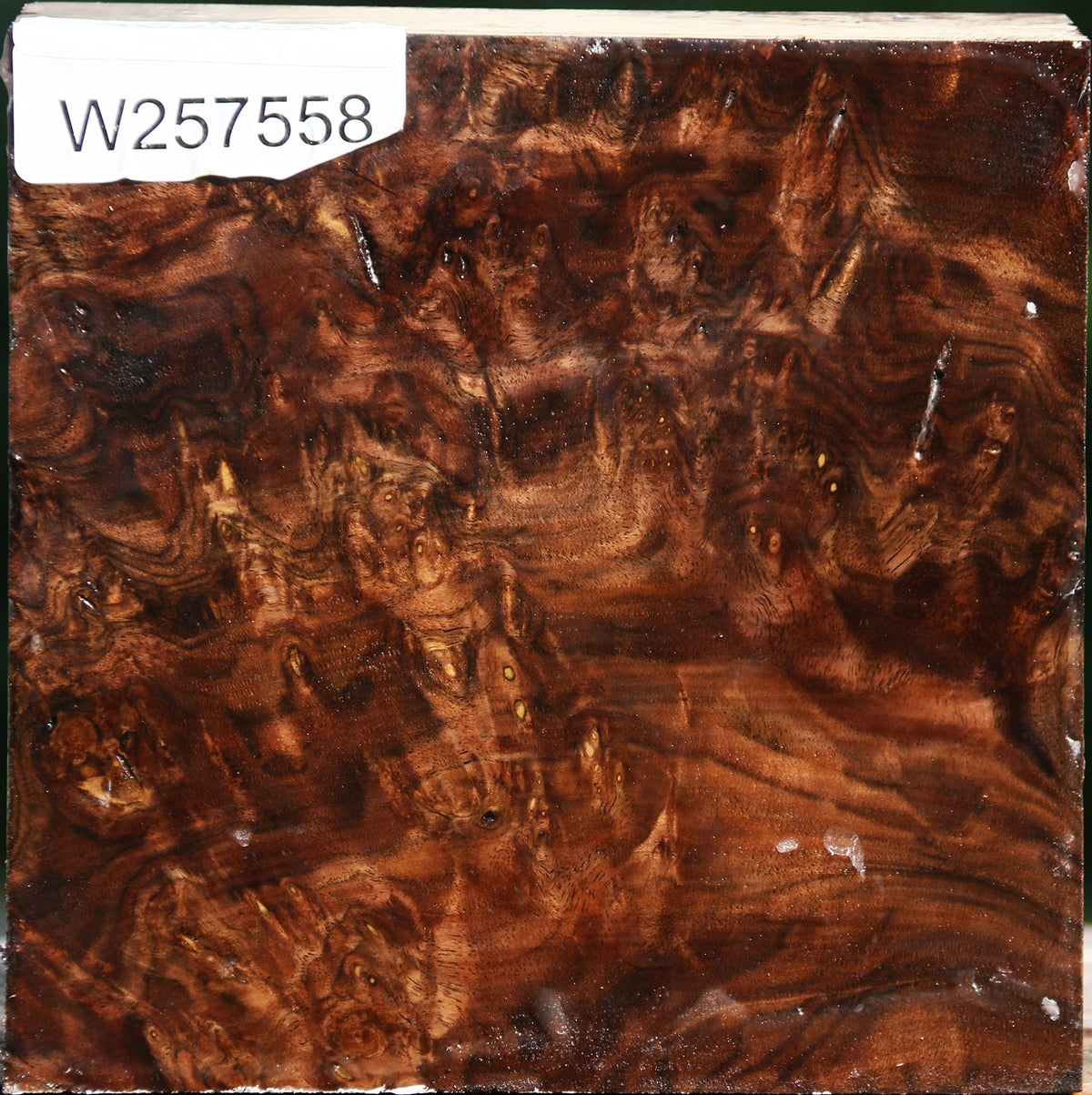 Claro Walnut Burl Bowl Blank