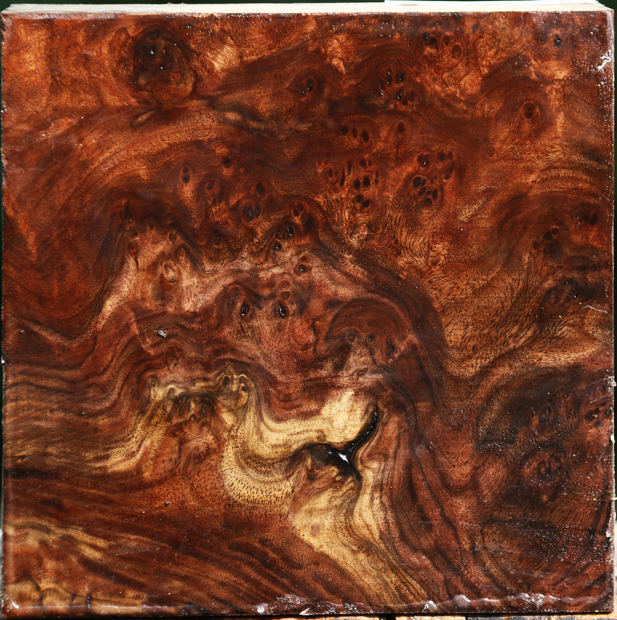 Claro Walnut Burl Bowl Blank