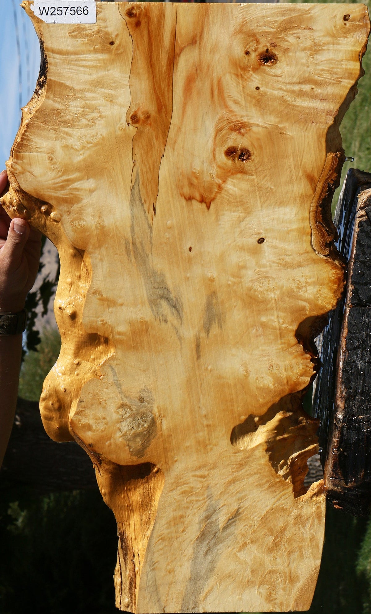 Extra Fancy Box Elder Live Edge Lumber