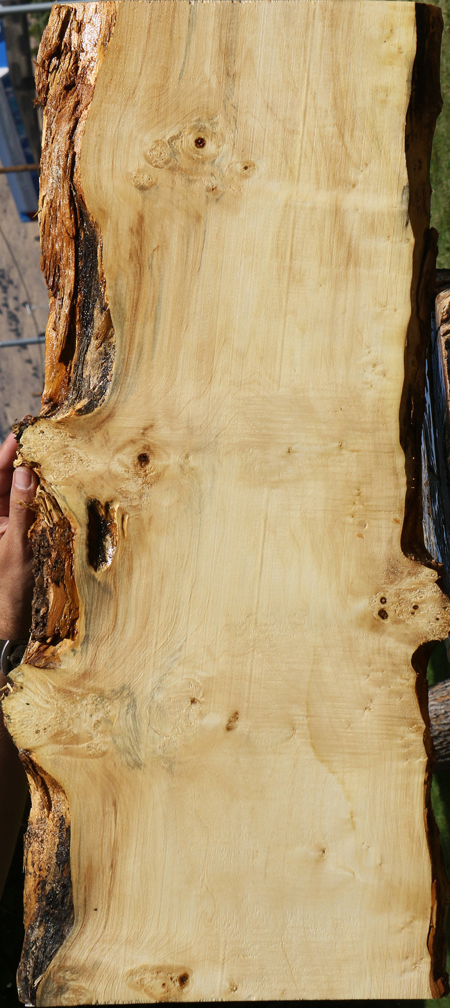 Figured Box Elder Live Edge Lumber