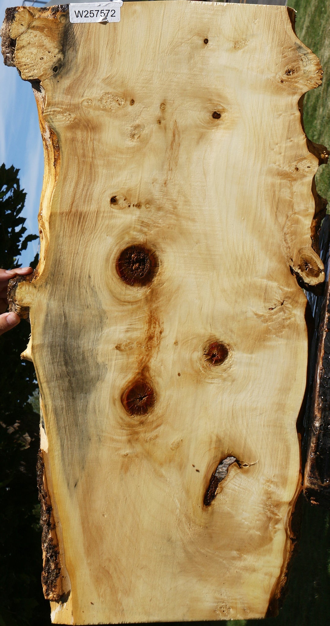 Figured Rustic Box Elder Live Edge Lumber