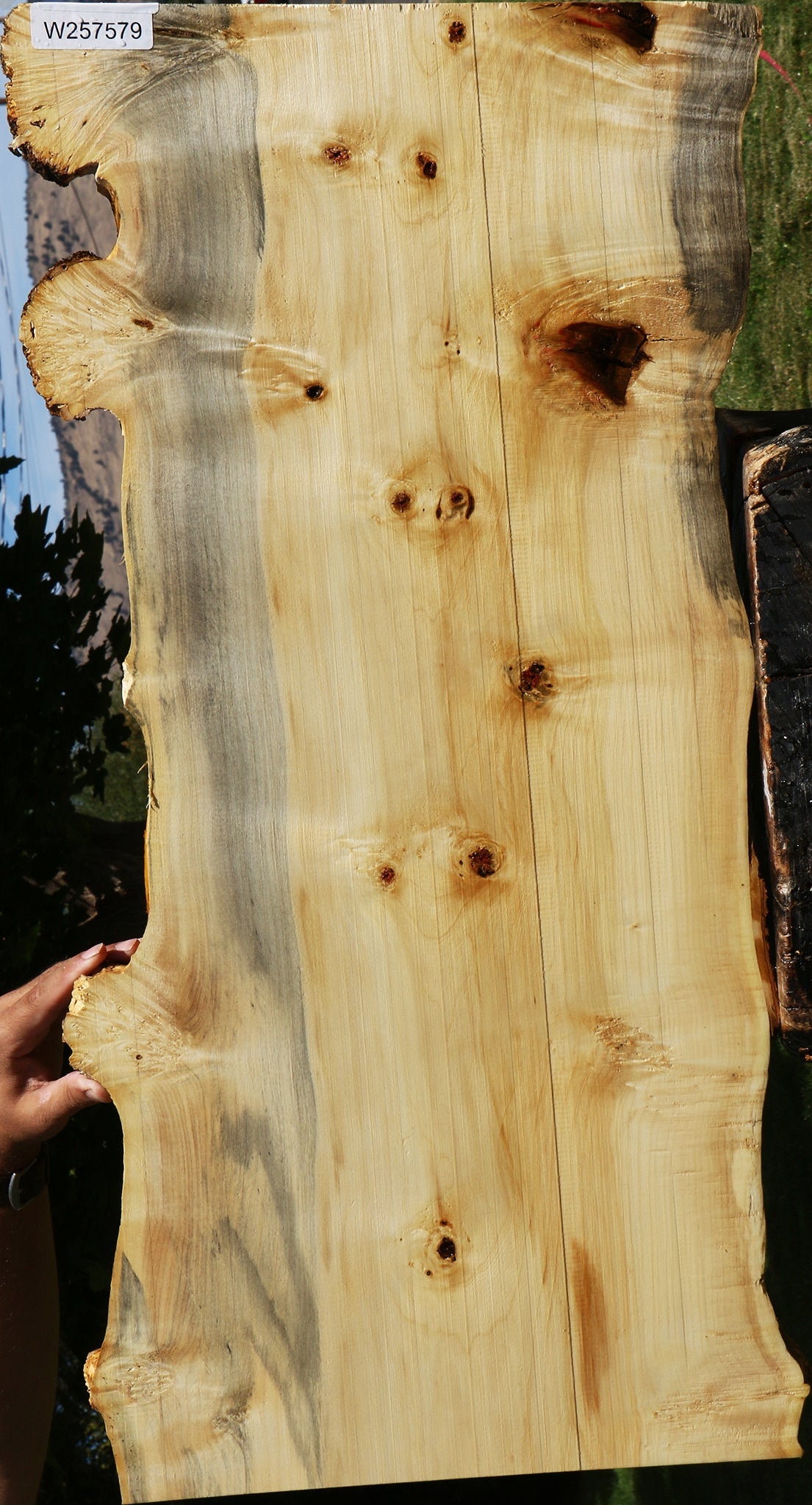Box Elder Live Edge Lumber