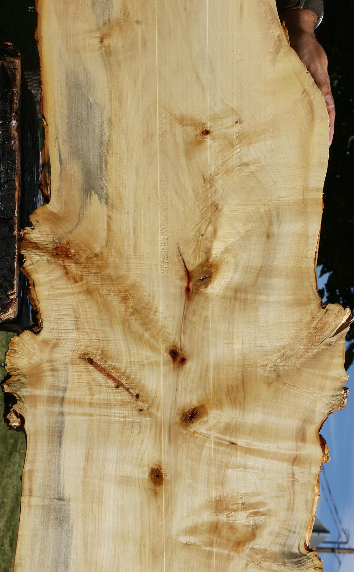 Rustic Box Elder Live Edge Lumber