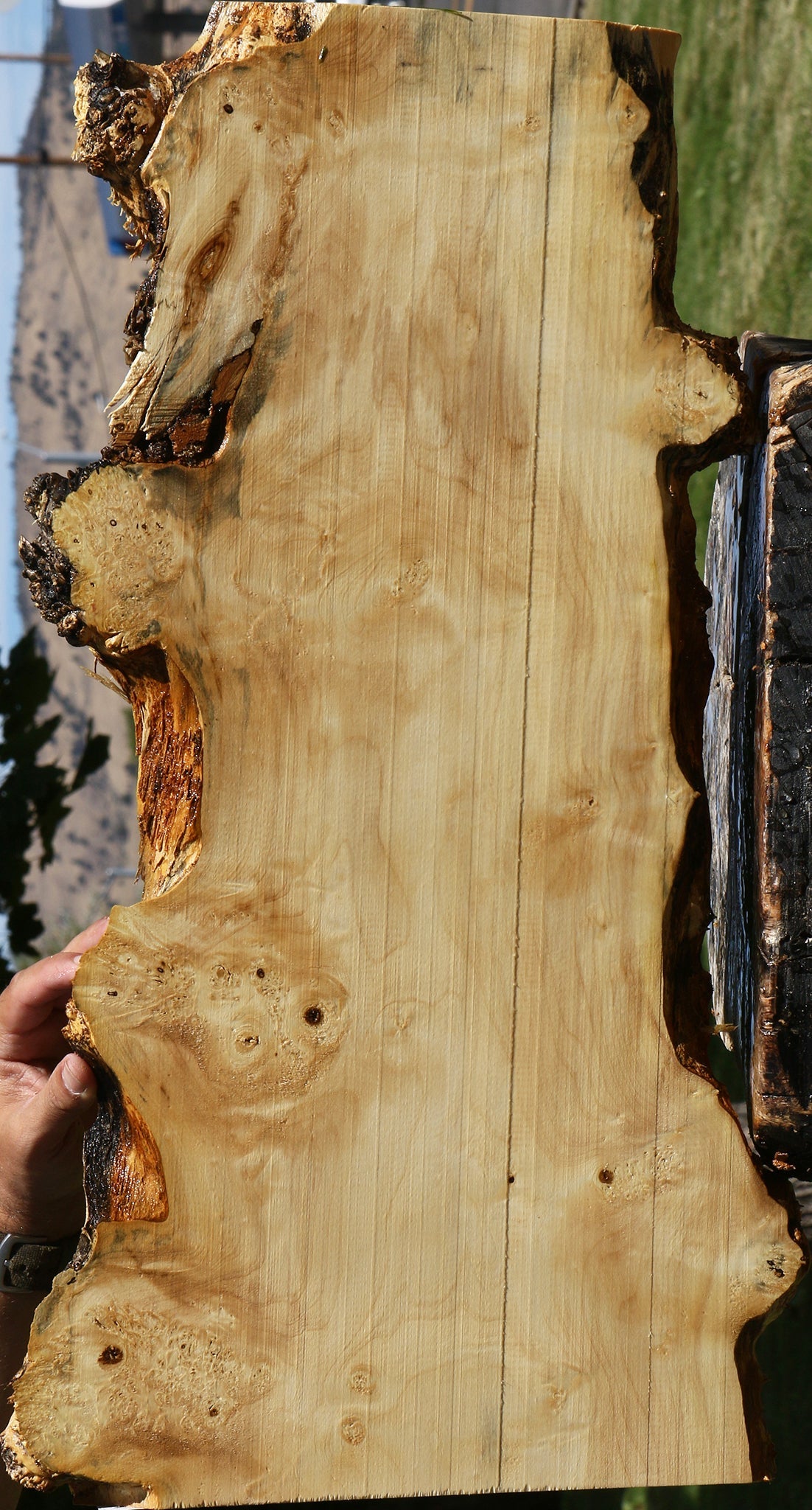 Figured Box Elder Live Edge Lumber