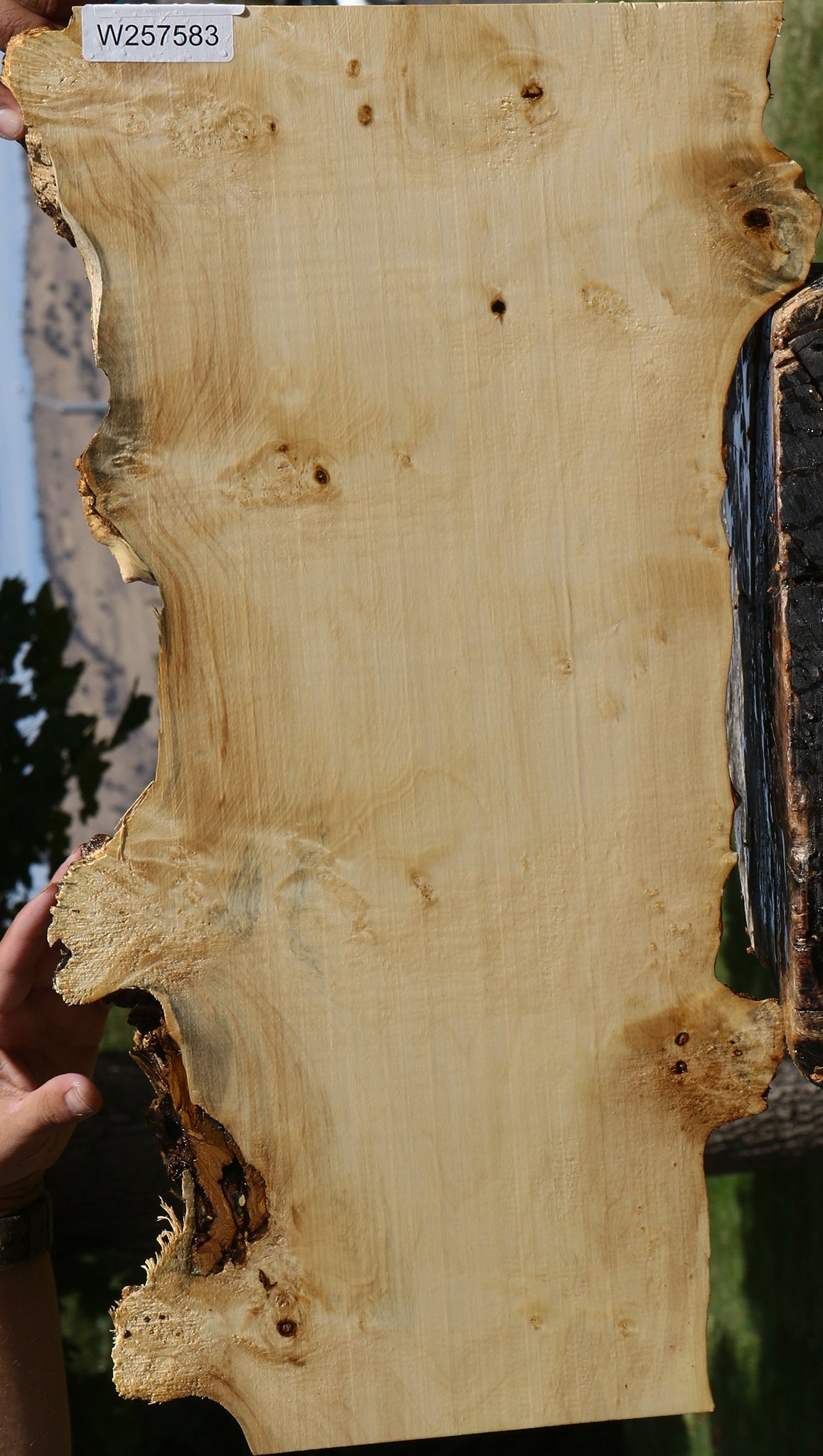 Figured Box Elder Live Edge Lumber