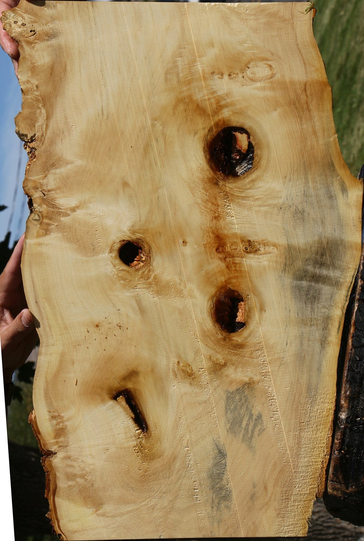 Figured Rustic Box Elder Live Edge Lumber