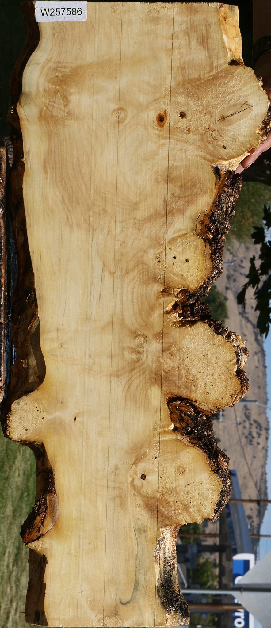 Extra Fancy Box Elder Live Edge Lumber