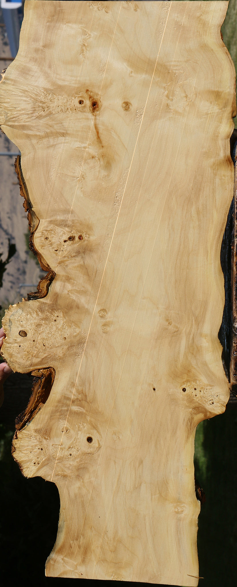 Extra Fancy Box Elder Live Edge Lumber