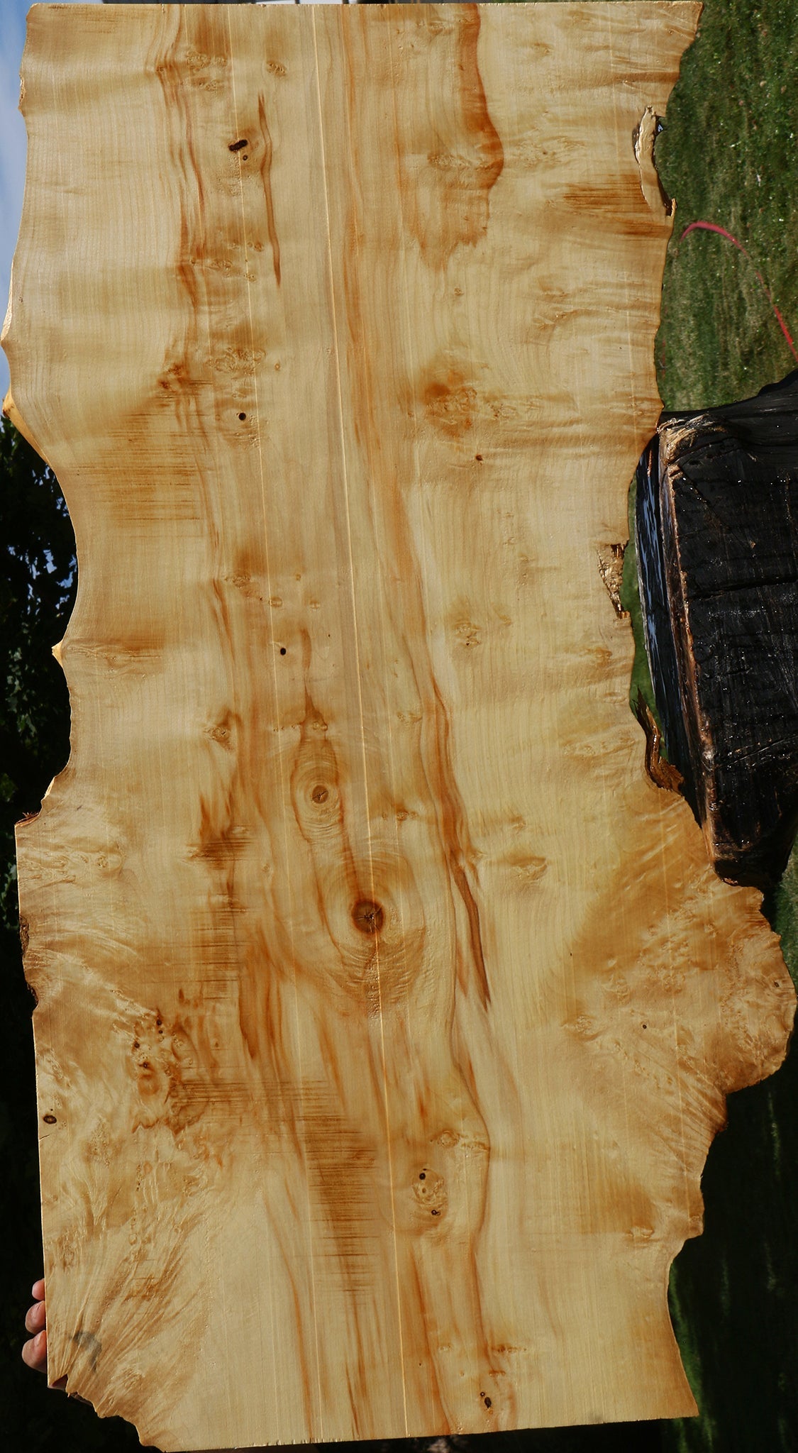 Extra Fancy Box Elder Live Edge Lumber