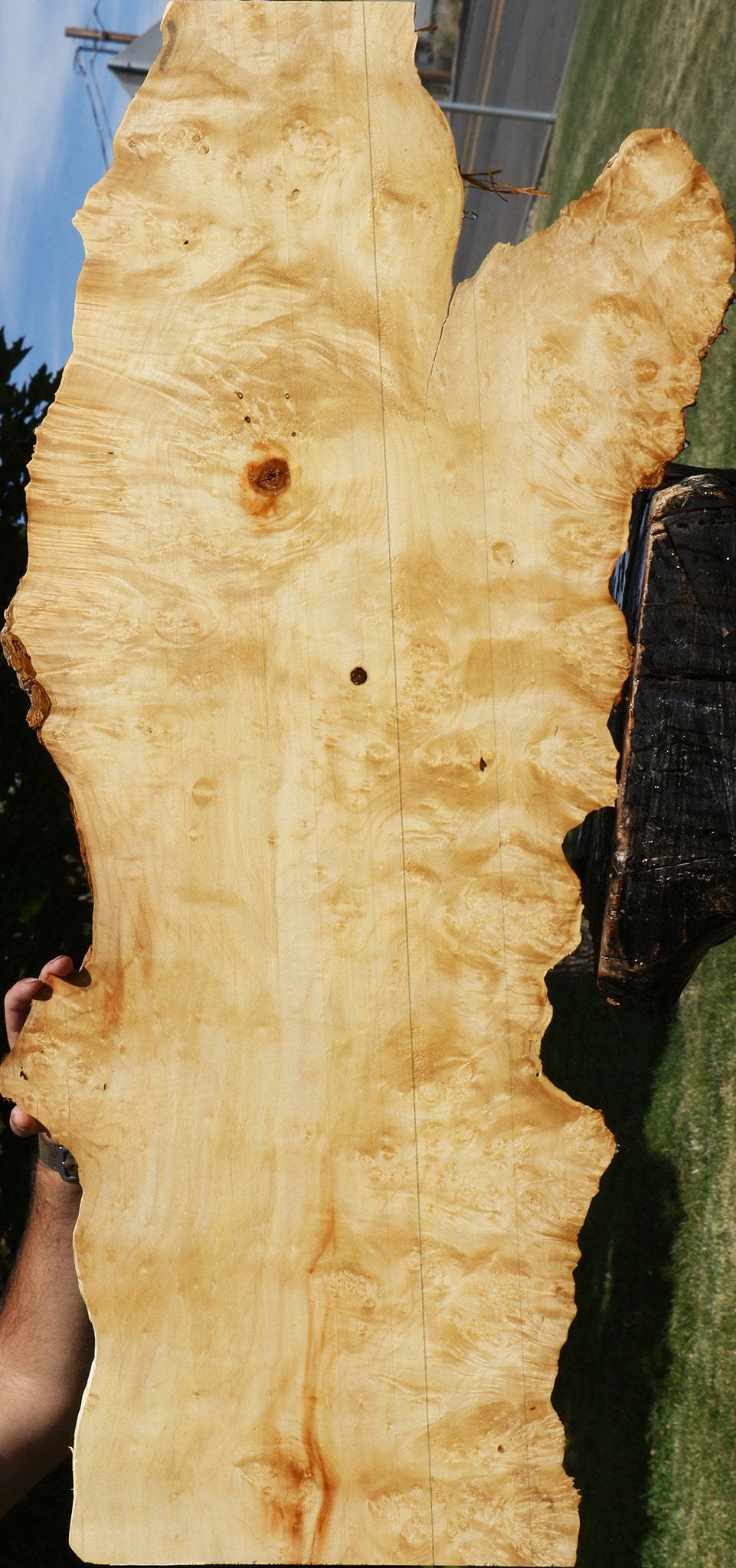 Extra Fancy Box Elder Burl Live Edge Micro Lumber
