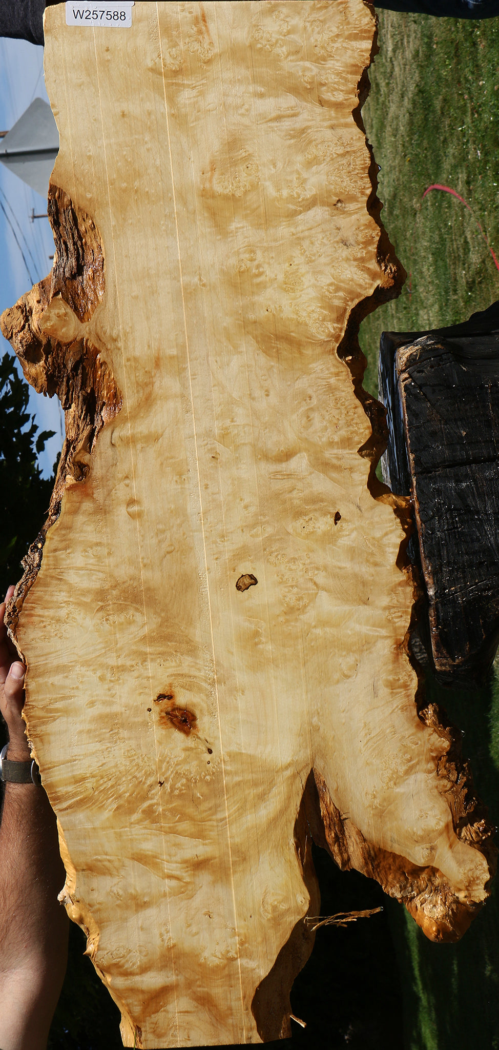 Extra Fancy Box Elder Burl Live Edge Micro Lumber