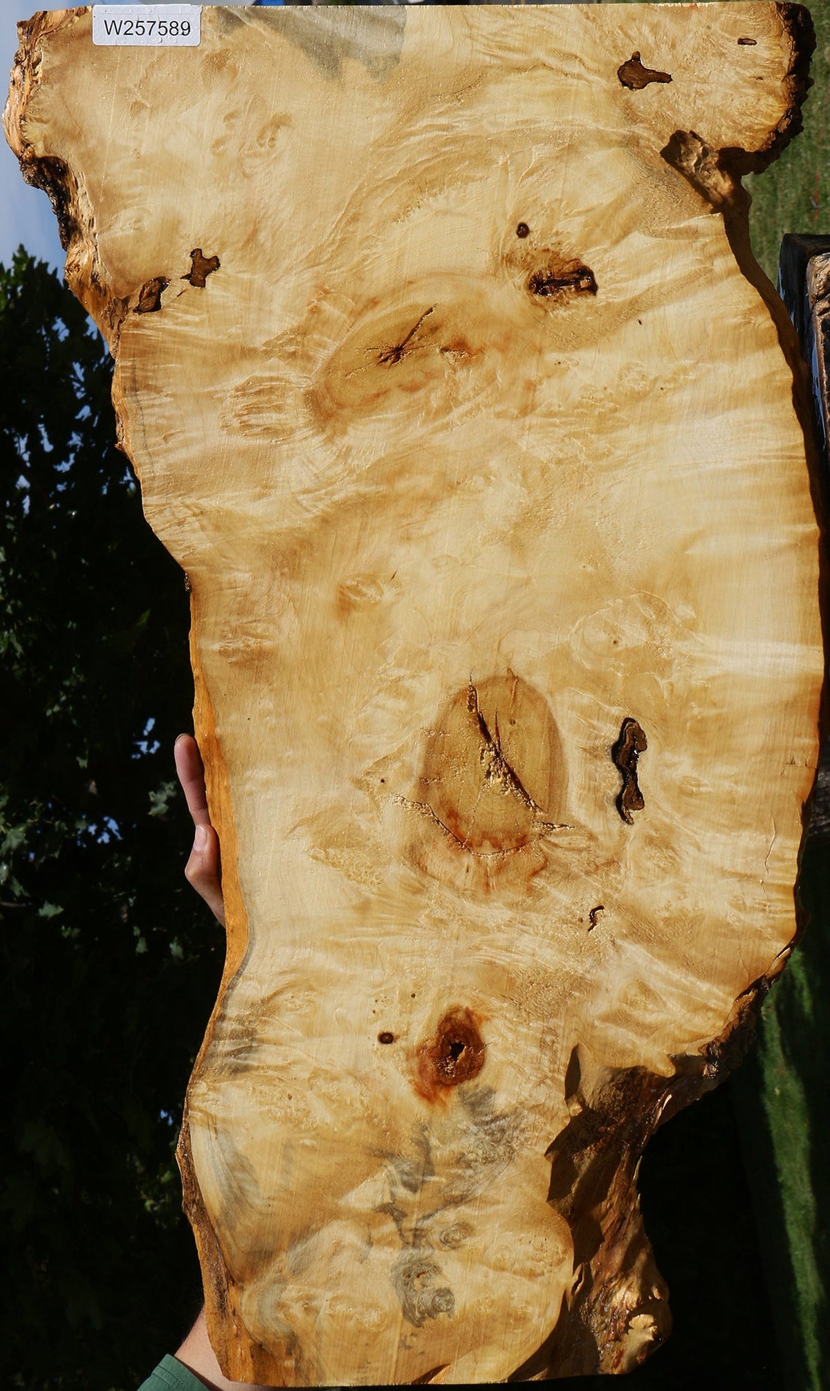 Extra Fancy Rustic Box Elder Live Edge Lumber
