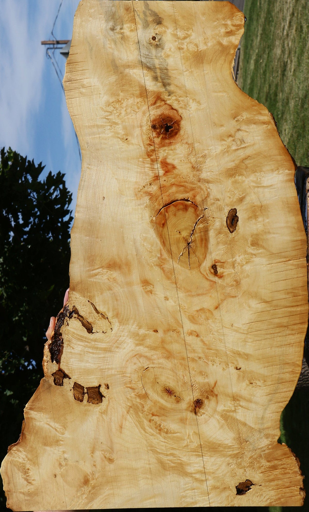 Extra Fancy Rustic Box Elder Live Edge Lumber