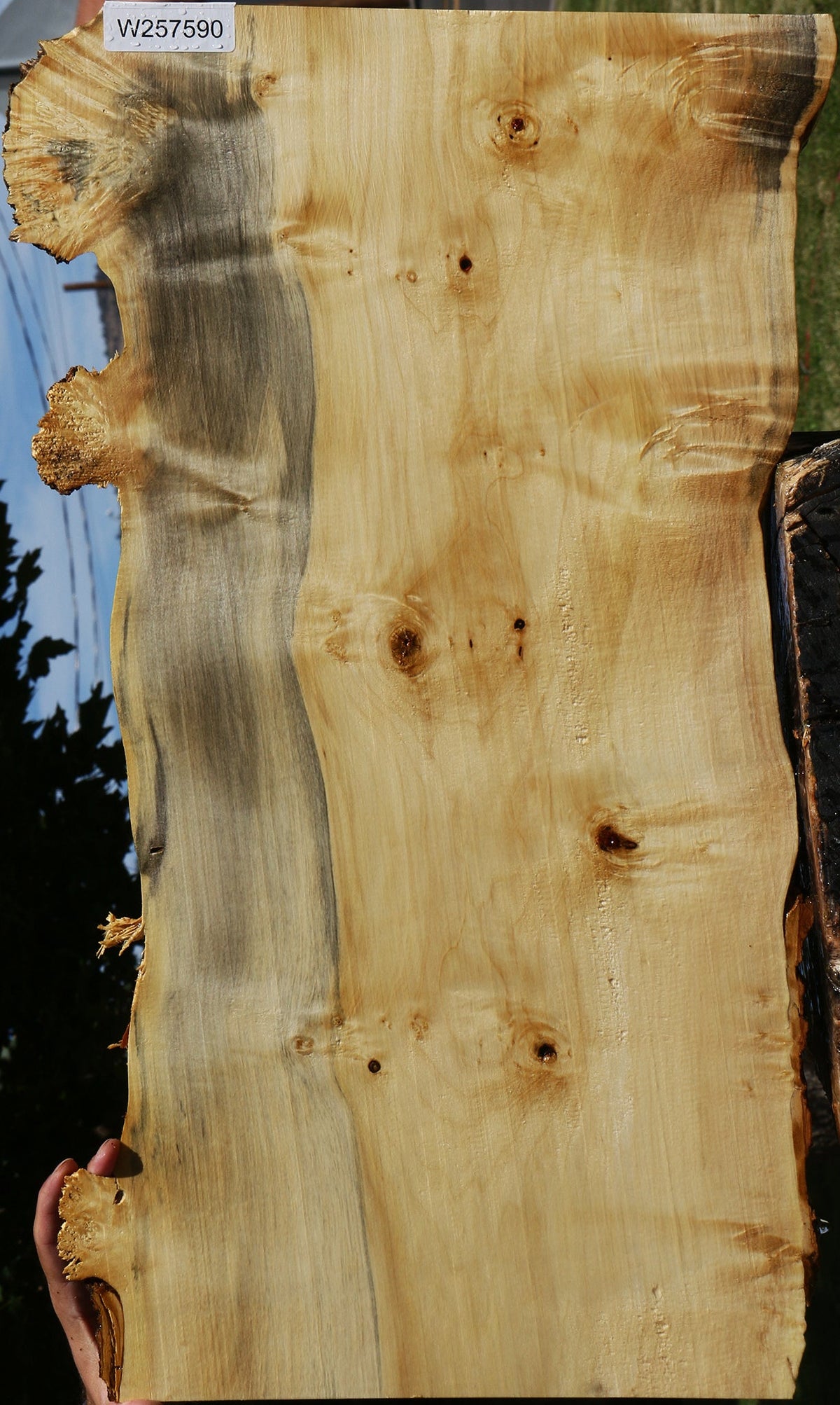 Box Elder Live Edge Lumber