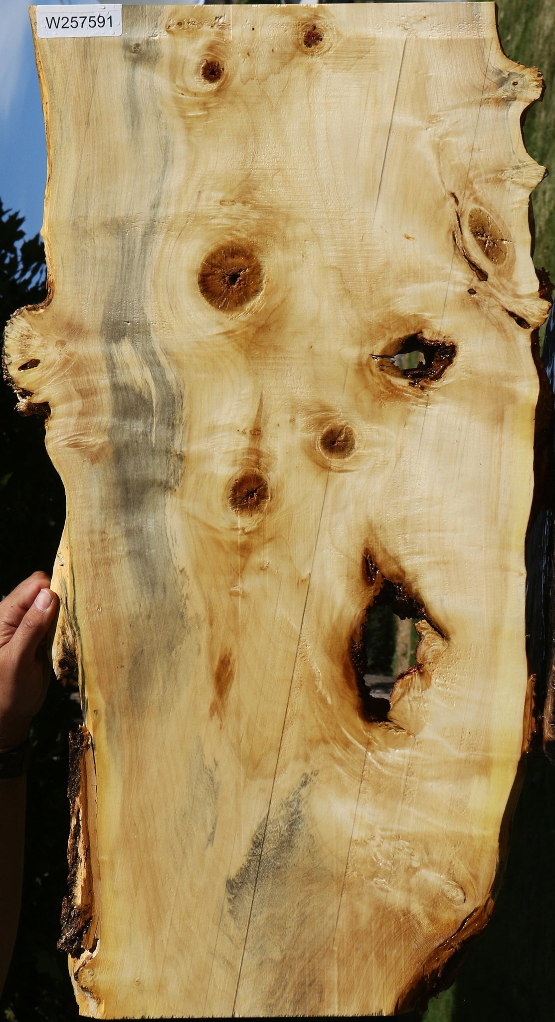 Rustic Box Elder Live Edge Lumber