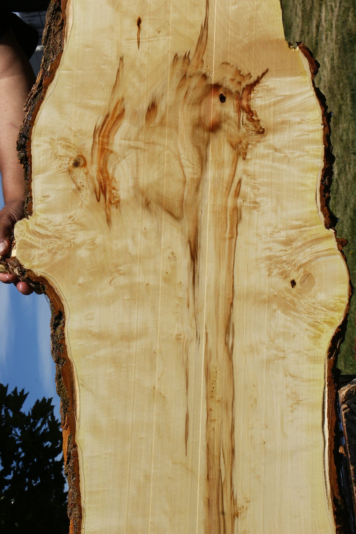 Extra Fancy Box Elder Live Edge Lumber (Free Shipping Excluded)