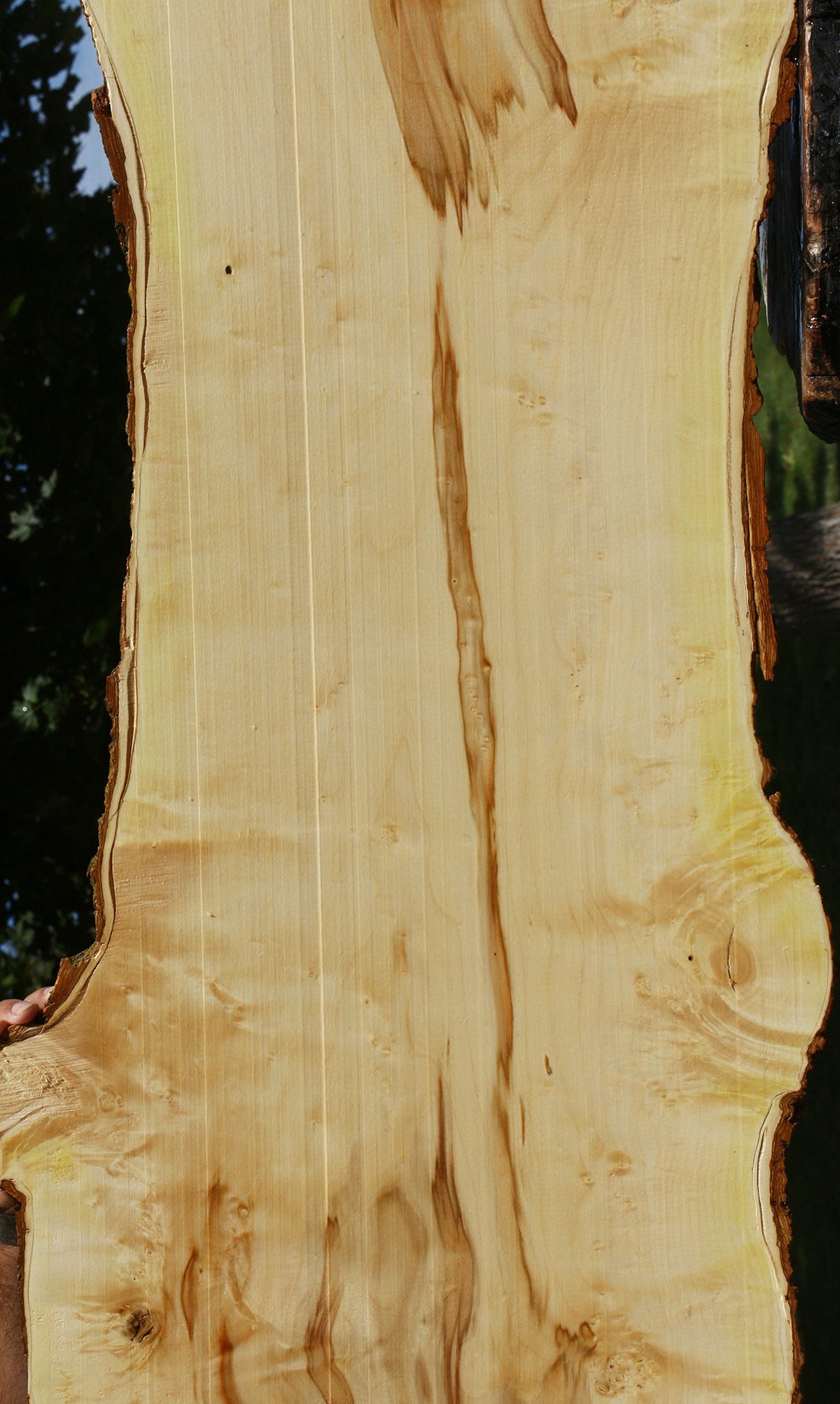 Figured Box Elder Live Edge Lumber (Free Shipping Excluded)