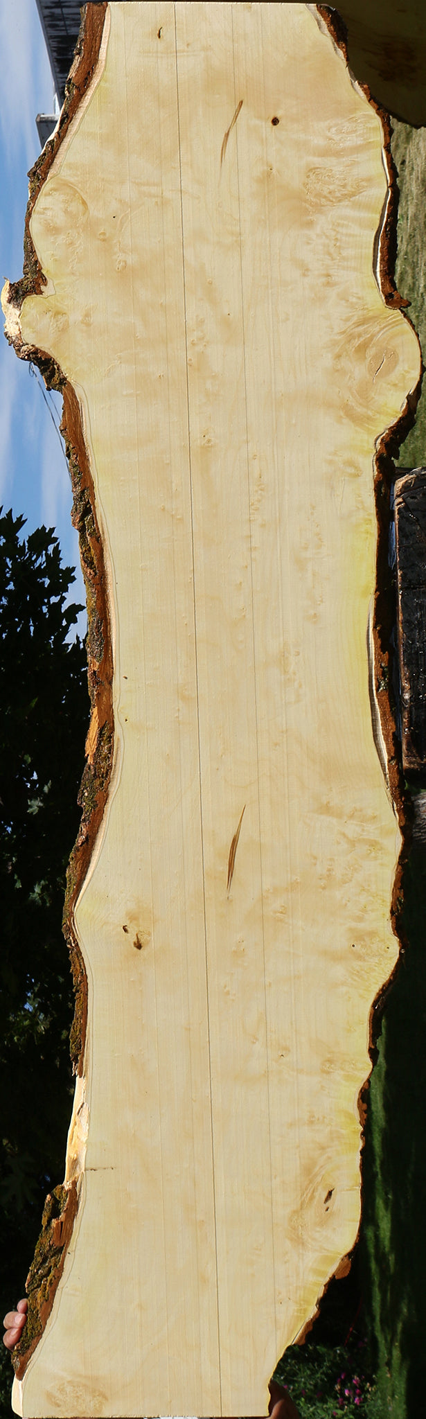 Figured Box Elder Live Edge Lumber (Free Shipping Excluded)