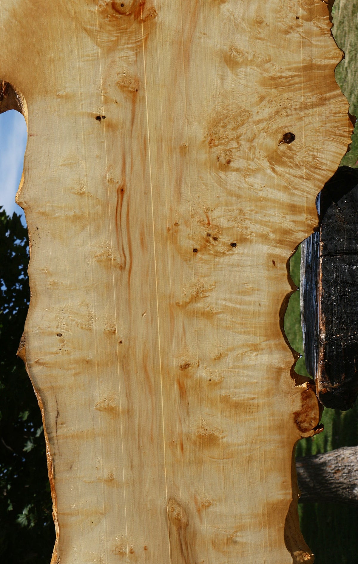Extra Fancy Box Elder Live Edge Lumber (Free Shipping Excluded)