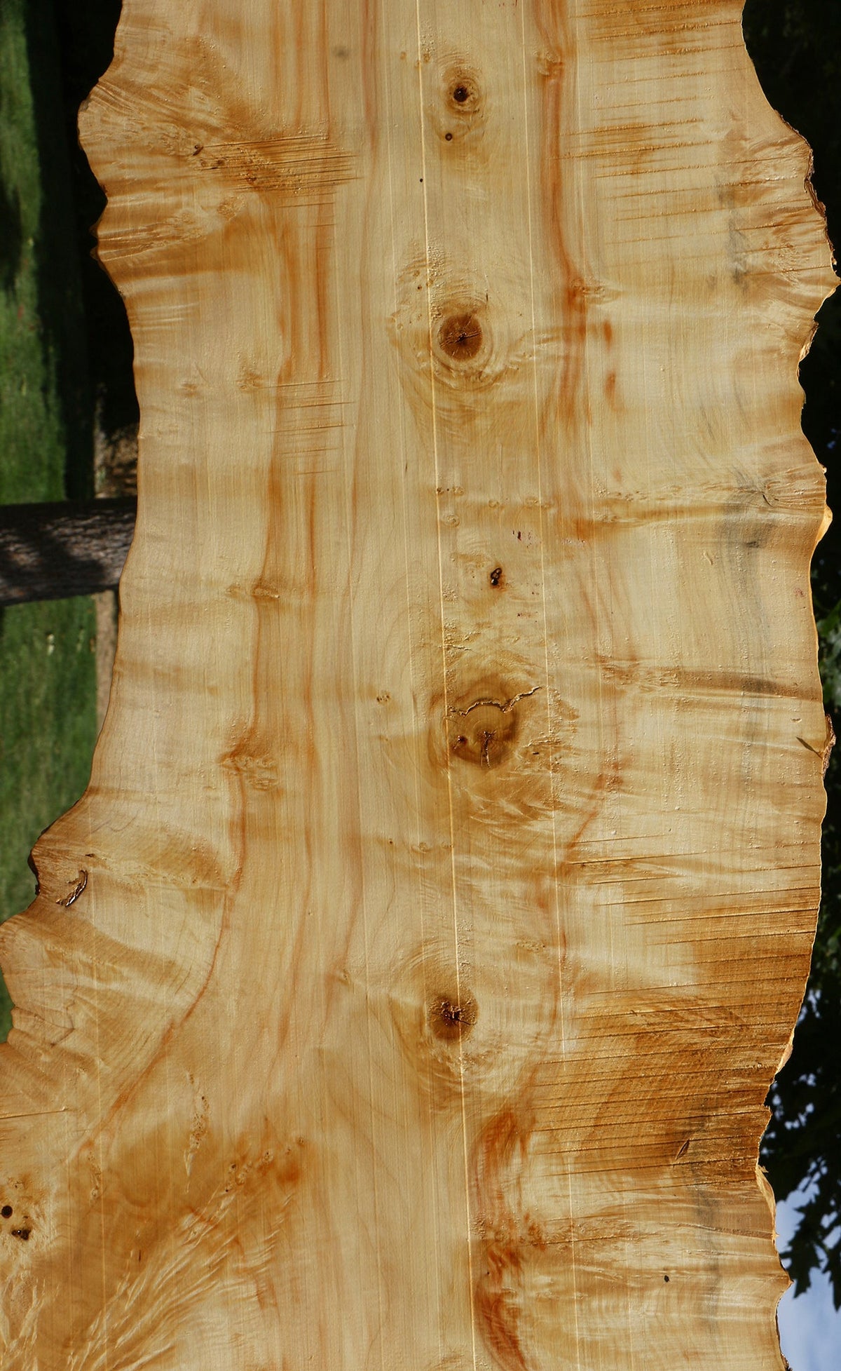 Extra Fancy Box Elder Live Edge Lumber (Free Shipping Excluded)
