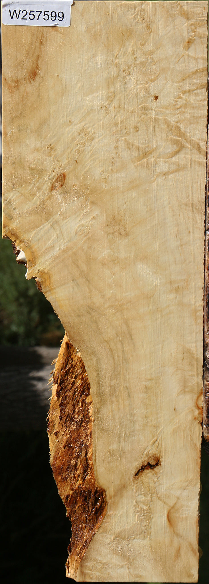 Extra Fancy Box Elder Lumber