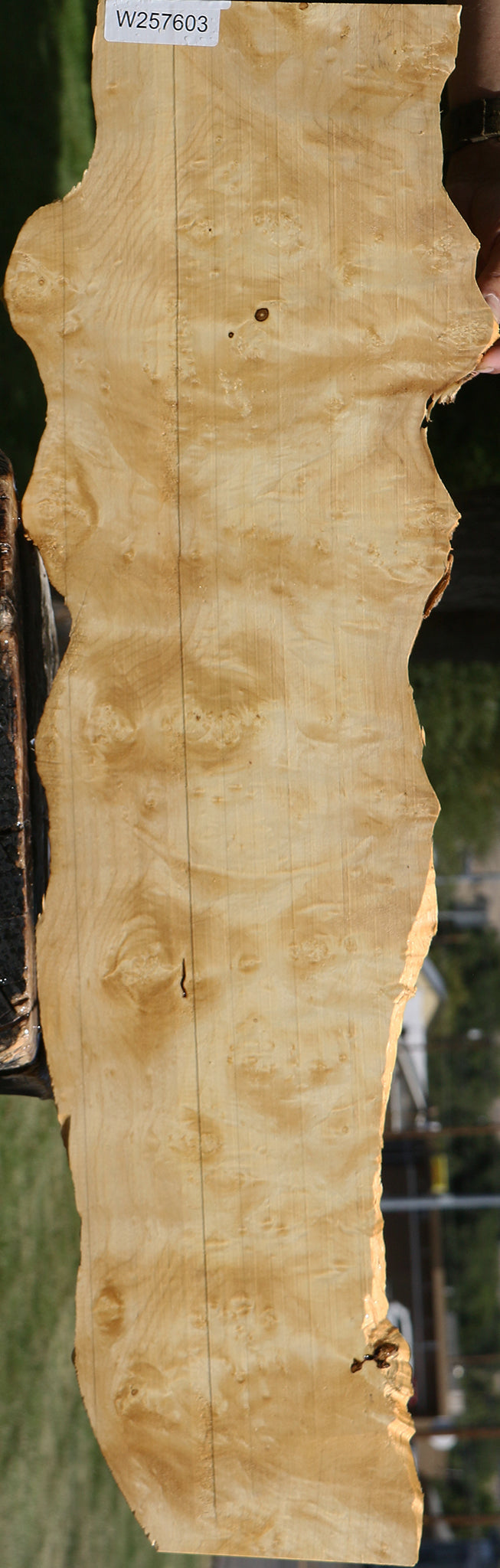 Box Elder Burl Live Edge Lumber