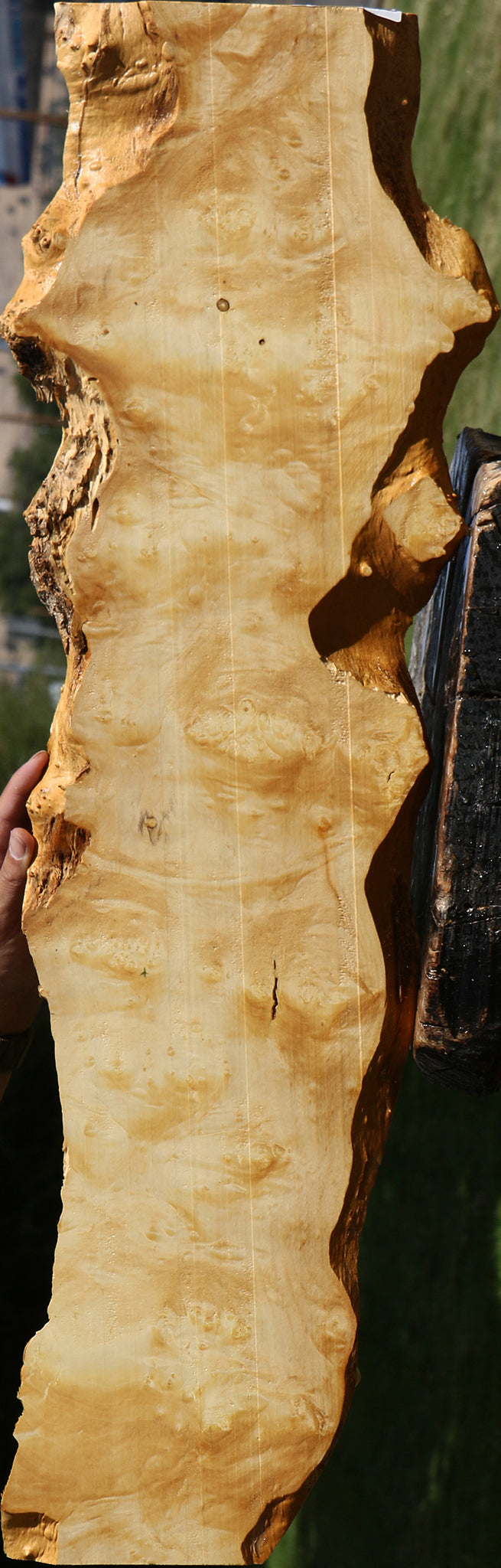 Box Elder Burl Live Edge Lumber