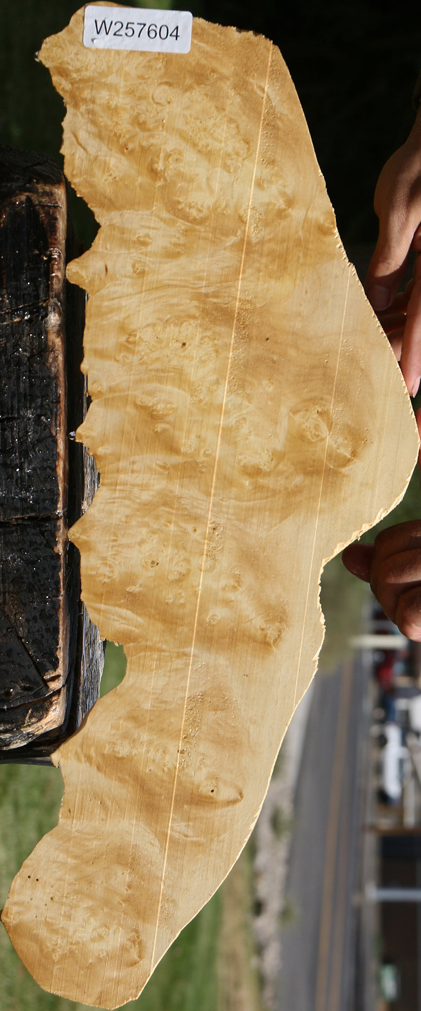 Box Elder Burl Live Edge Lumber