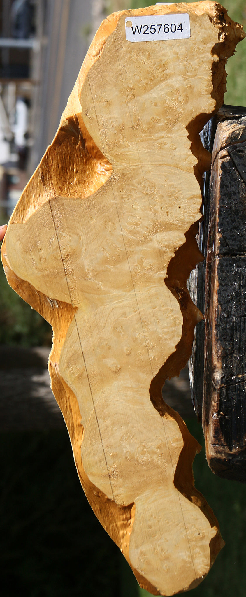 Box Elder Burl Live Edge Lumber