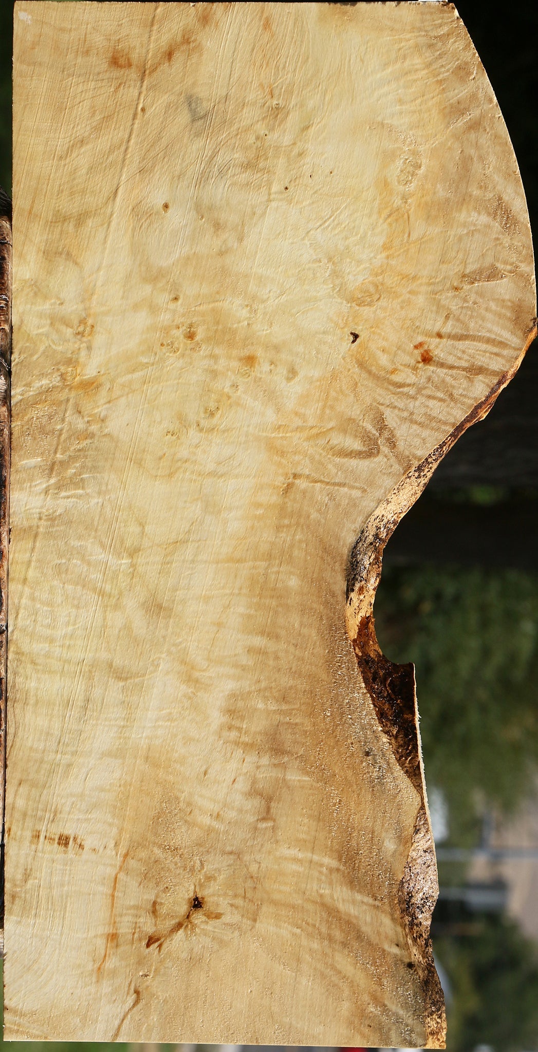Extra Fancy Box Elder Lumber