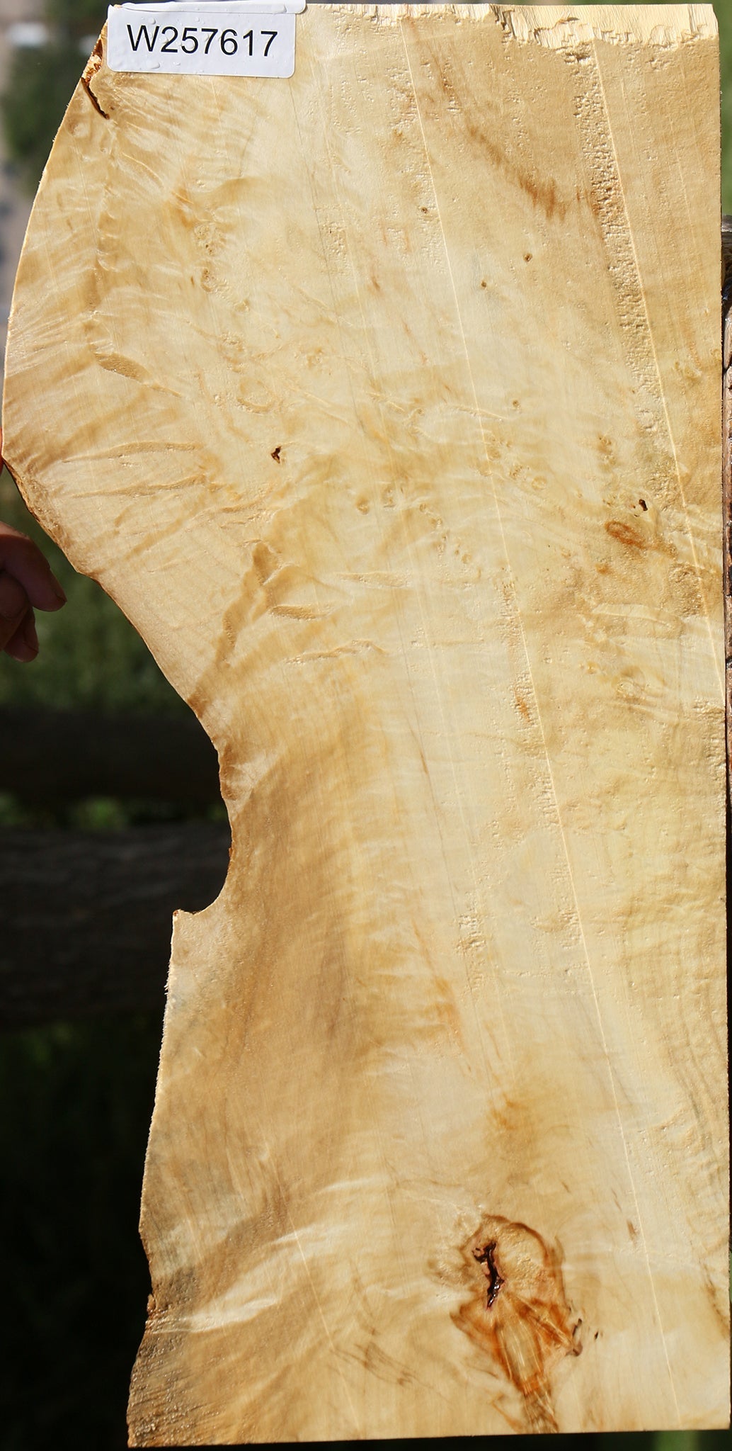 Extra Fancy Box Elder Lumber