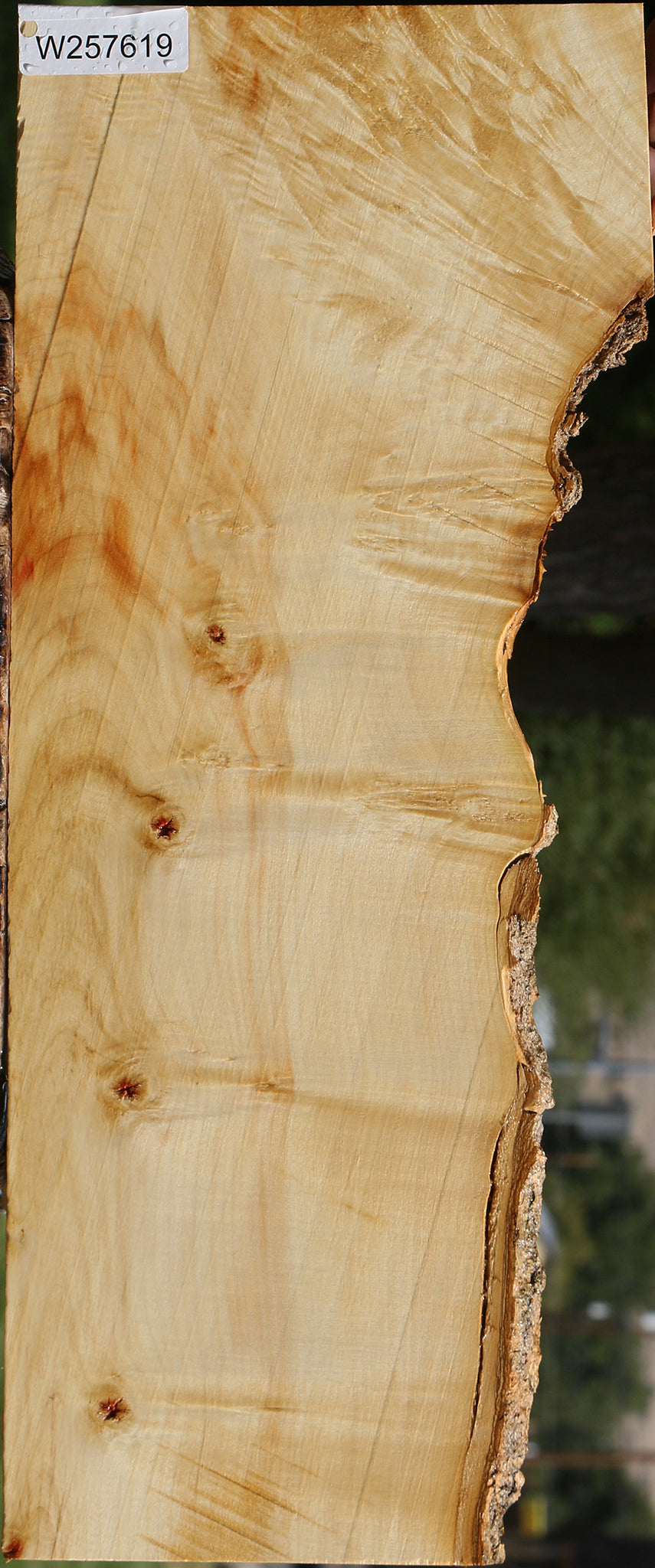 Extra Fancy Box Elder Live Edge Lumber