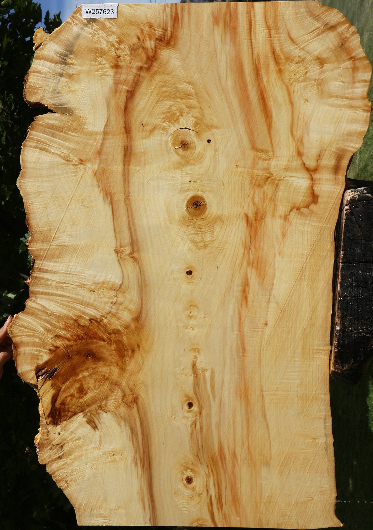 Extra Fancy Box Elder Live Edge Lumber
