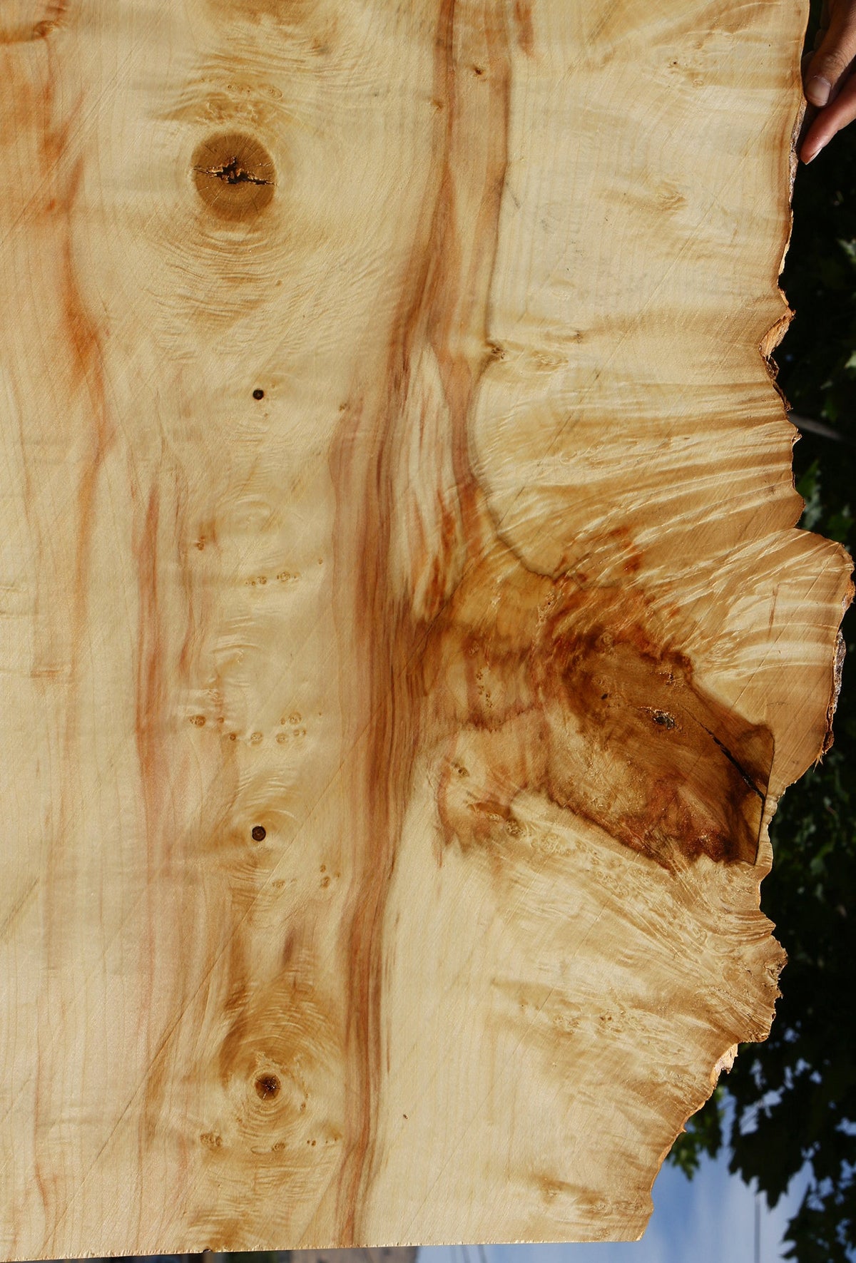 Extra Fancy Box Elder Live Edge Lumber