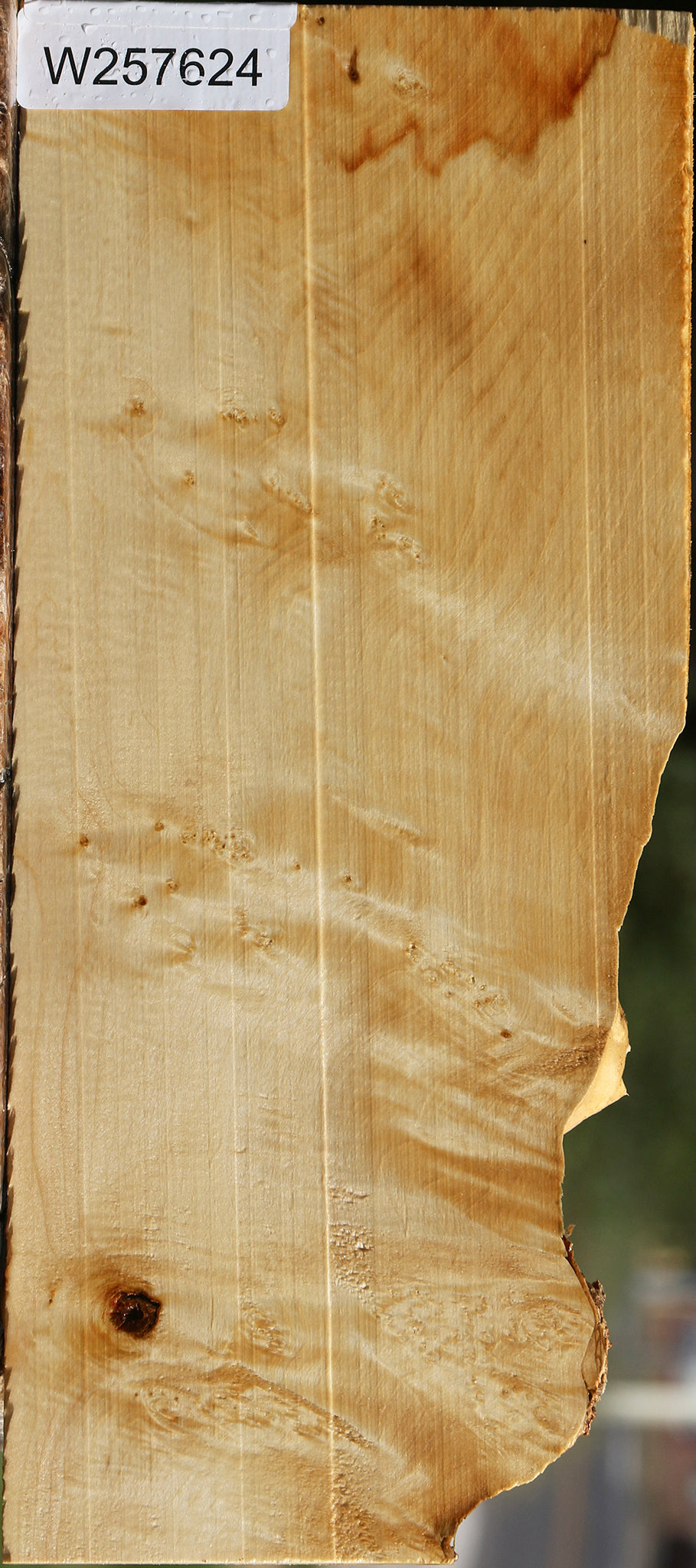 Extra Fancy Box Elder Lumber