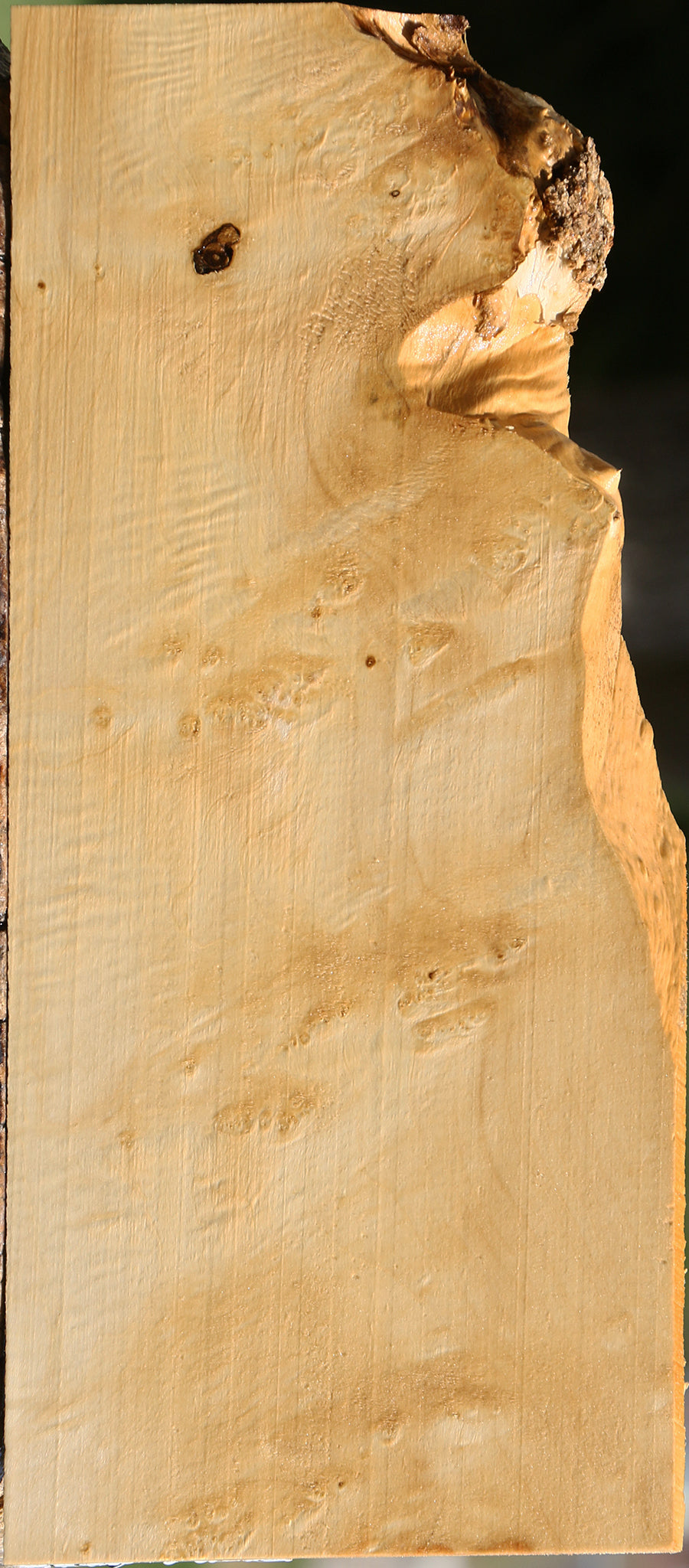 Extra Fancy Box Elder Lumber