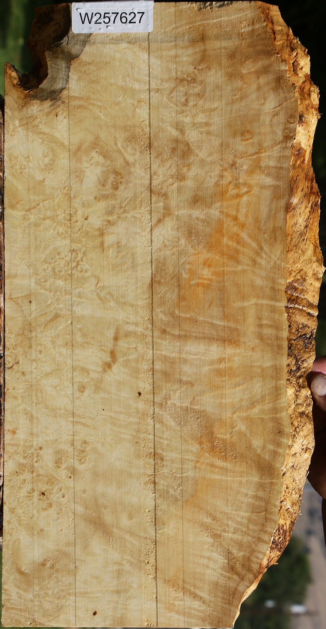 Box Elder Burl Live Edge Lumber