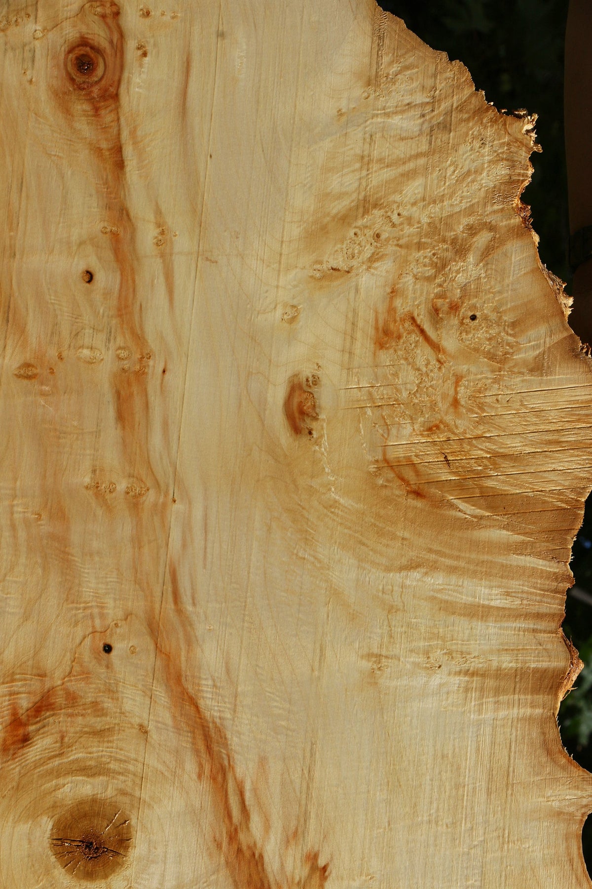Extra Fancy Box Elder Live Edge Lumber